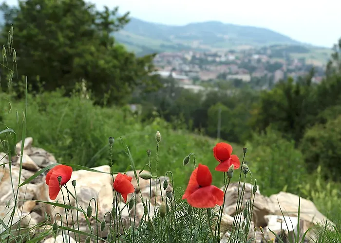 Oda ve Kahvaltı La Maesta'